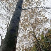 郦华的个人资料头像