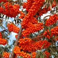 用户93481570头像