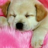 爱妃到碗里来头像