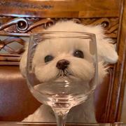 Bearbearcat_的个人资料头像