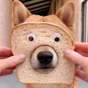 可问十里春风的个人资料头像