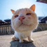KIM大金头像