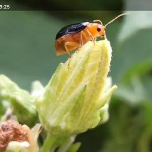 清清花中露头像