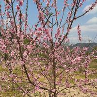 秋名山车神3856头像