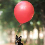 袁修林的个人资料头像