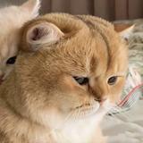 向往34483头像
