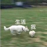 大辰小霖头像