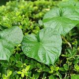 淡定远山hK9头像