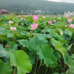 小叶头像