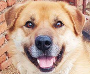 夏日之风的个人资料头像