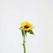 清暮的个人资料头像