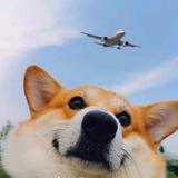 鱼晏头像