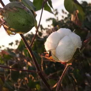 赵向东1头像