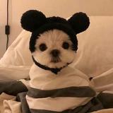 Gu则晴DavidGu头像