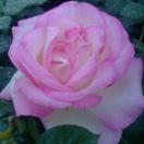 夏宇君39441的个人资料头像