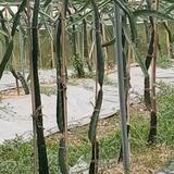 已重置0f6p头像