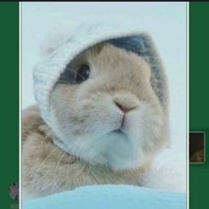 夏目的兔子头像