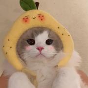 努力学习前端的小陈的个人资料头像