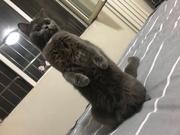 sha的个人资料头像