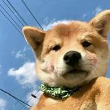 四川不下雪头像