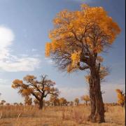 技术人的流水账的个人资料头像