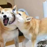 向往昔我往矣头像