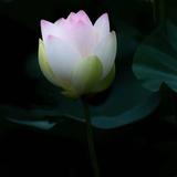 靈熙685头像