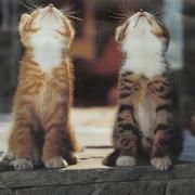 Msdhu的个人资料头像