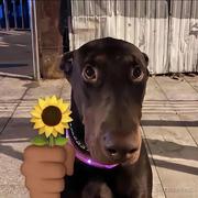 Nova_小新的个人资料头像