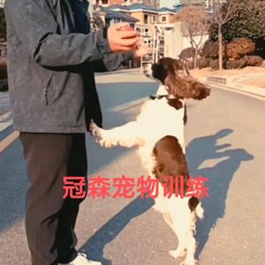 都匀冠森宠物训练头像