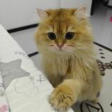 小速腾SAGITAR头像