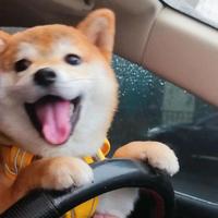 小乐特友团头像