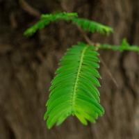 SC大黑橙子头像