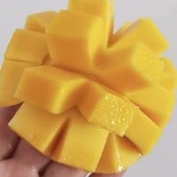 芒果千层丹高头像