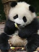 神级摸鱼工程师的个人资料头像