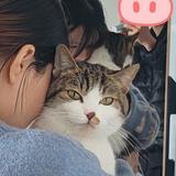 星河倒洒入大江头像
