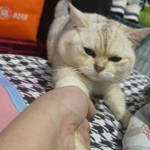 腿毛漫画头像