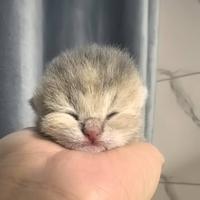 青涩圆月NIP头像