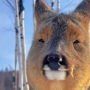 Ansoni的个人资料头像