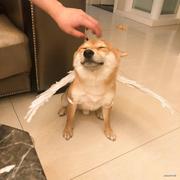 化沙的个人资料头像