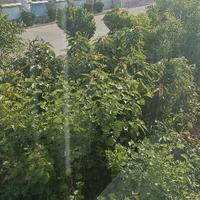 被奔奔伤害的准车主头像