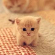 潇潇de无忧的个人资料头像