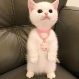 哈li835头像