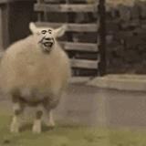 waka有点方头像