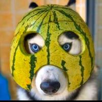 嗯哼(ˉ(∞)ˉ)头像