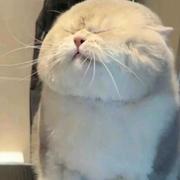 君子温润如玉的个人资料头像