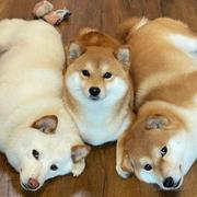 起个名可太难了的个人资料头像