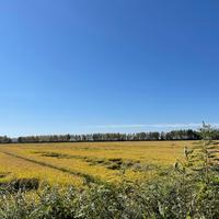 东北小岳岳头像