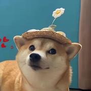 kitie的个人资料头像