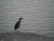 独树的风的个人资料头像